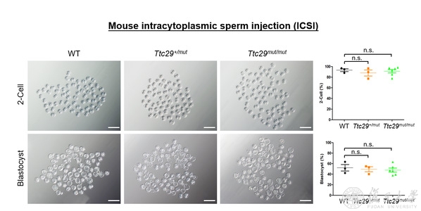 Bi Sperm