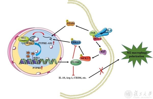 Lncrna Ptpre As1 Modulates M2 Macrophage Activation And Inflammatory Diseases